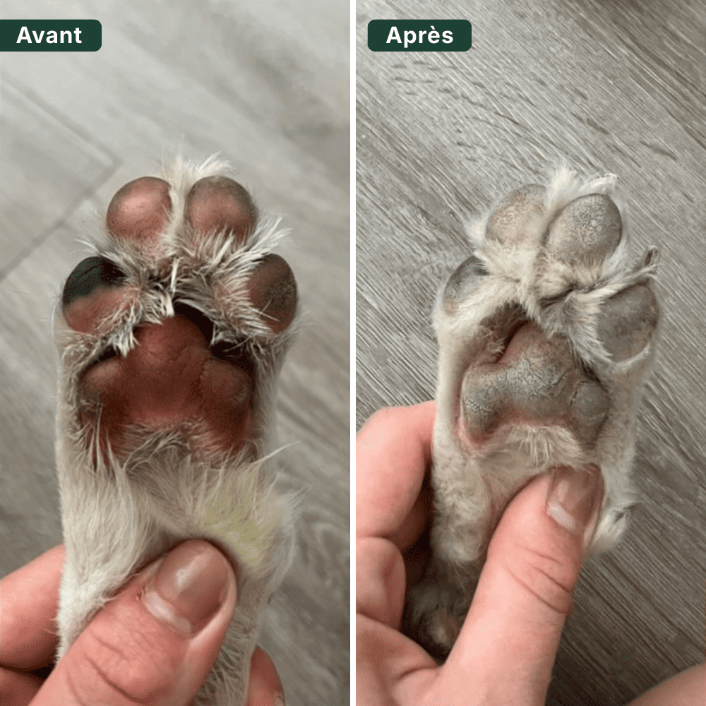 Immunité et Anti-Démangeaisons