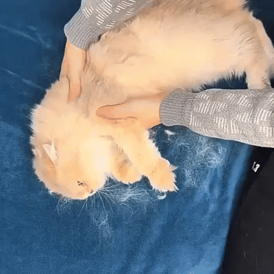 PawNori™ – Gant Anti-Poils Réutilisable & Écologique
